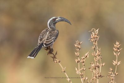 African grey Hornbill - Tockus nasutus