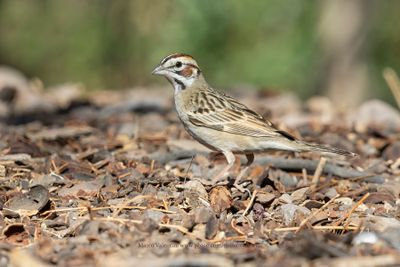 Lark Sparrow - Chondestes grammacus
