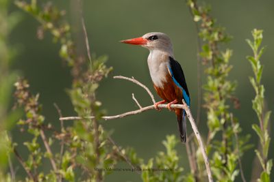 Grey-headed Kingfisher - Halcyon leucocephala