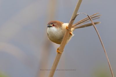 Yellow-eyed Babbler - Chrysomma sinense