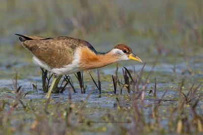 Bronze-winged Jacana - Metopius indicus