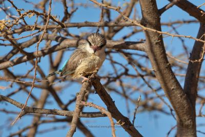 Striped Kingfisher - Halcyon chelicuti