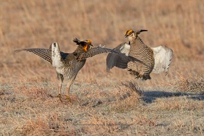Greater Prairie Chicken - Tympanuchus cupido