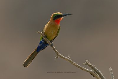 Red-throated bee-eater - Merops bulocki