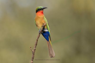 Red-throated bee-eater - Merops bulocki