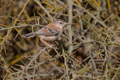 Cricket Longtail - Spiloptila clamans