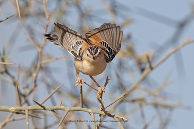 Cricket Longtail - Spiloptila clamans