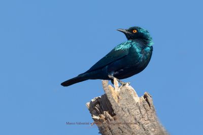 Greater Blu-eared Starling - Lamprotornis chalybaeus