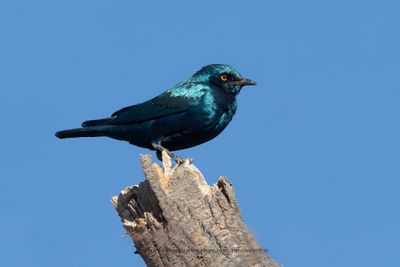 Greater Blu-eared Starling - Lamprotornis chalybaeus