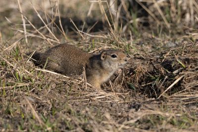 Wyoming Ground-squirrel - Urocitellus elegans
