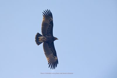 Indian Spotted Eagle - Aquila hastata