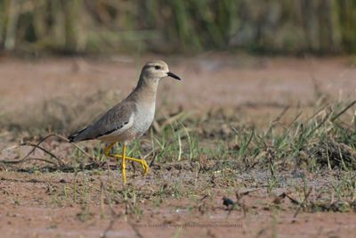 White-tailed Lapwing - Vanellus leucurus