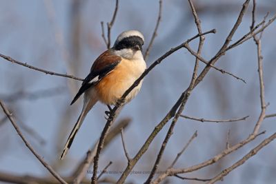 Long-tailed Shrike - Lanius schach