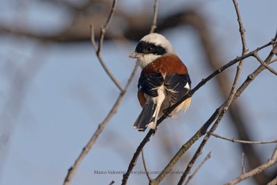 Long-tailed Shrike - Lanius schach