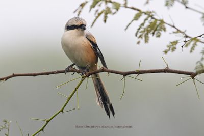Long-tailed Shrike - Lanius schach