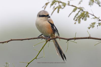 Long-tailed Shrike - Lanius schach