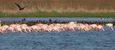 Lesser Flamingo - Phoeniconaias minor