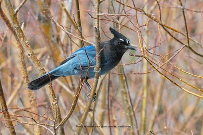 Steller's Jay - Cyanocitta stelleri