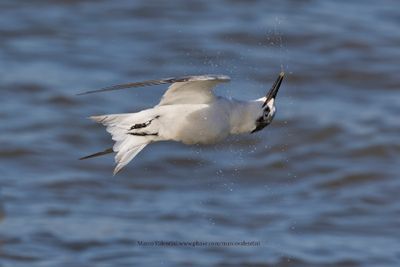 Sandwich Tern - Sterna sandvicensis