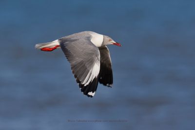 Grey-headed Gull - Chroicocephalus leucocephalus