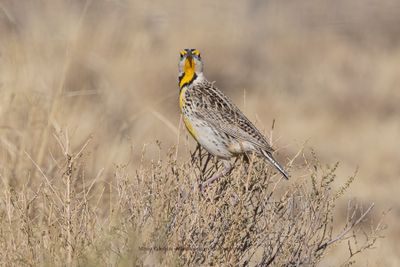 Chihuahuan Meadowlark - Sturnella lilianae