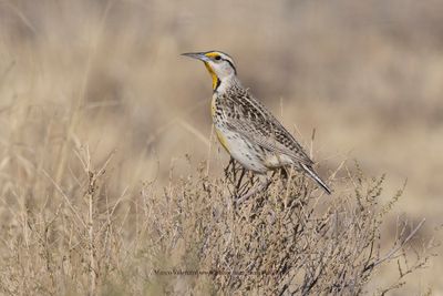 Chihuahuan Meadowlark - Sturnella lilianae