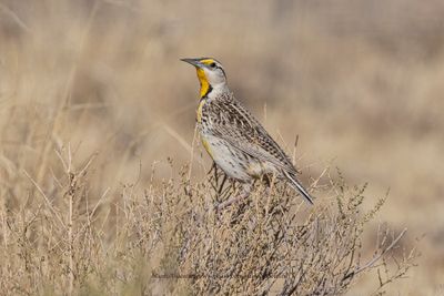Chihuahuan Meadowlark - Sturnella lilianae