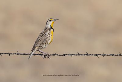 Chihuahuan Meadowlark - Sturnella lilianae