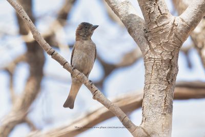 Sahel Bush Sparrow - Gymnoris dentata