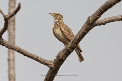 Sun Lark - Galerida modesta