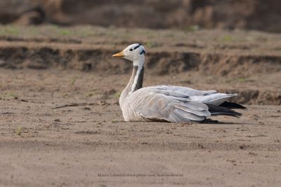 Bar-headed Goose - Anser indicus