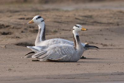 Bar-headed Goose - Anser indicus