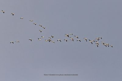 American White Pelican - Pelecanus erythrorhyncos