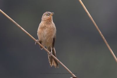 Striated babbler - Argya earlei