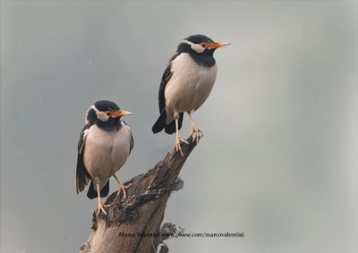 Indian Pied Starling - Gracupica contra