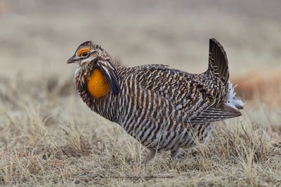 Greater Prairie Chicken - Tympanuchus cupido