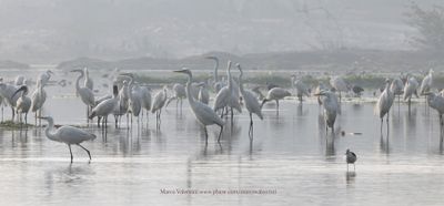 Great White heron - Ardea alba