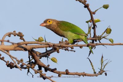 Brown-headed barbet - Megalaima zeylanica