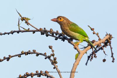 Brown-headed barbet - Megalaima zeylanica