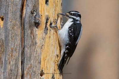Hairy Woodpecker - Dryobates villosus