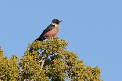 Lewis's Woodpecker - Melanerpes lewis