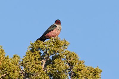 Lewis's Woodpecker - Melanerpes lewis
