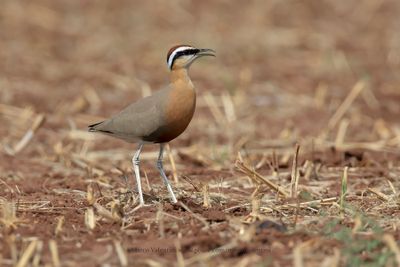Indian courser - Cursorius coromandelicus