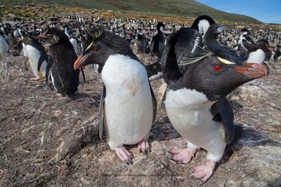 Southern Rockhopper Penguin - Eudyptes chrysocome