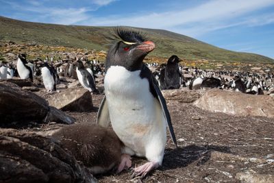 Southern Rockhopper Penguin - Eudyptes chrysocome