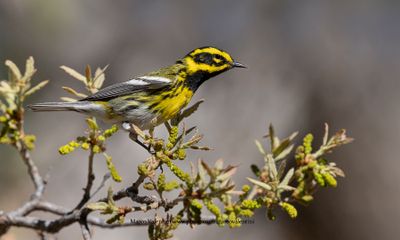 Townsend Warbler - Setophaga townsendi