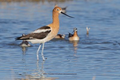 American Avocet - Recurvirostra americana