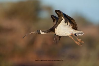 Straw-necked ibis - Threskiornis spinicollis