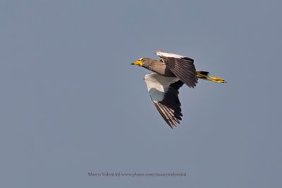 African Wattled Lapwing - Vanellus senegallus