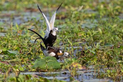 Pheasant-tailed Jacana - Hidrophasianus chirurgus
